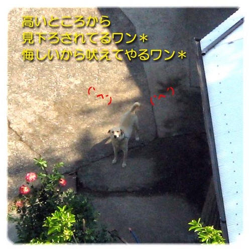 天馬大橋の下から吠えてた犬ころちゃん