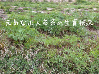 image-20120407092250.png