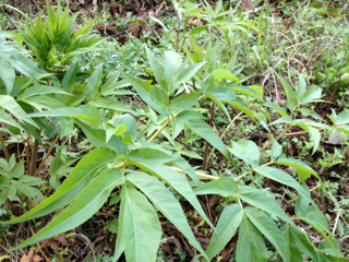 image-20120407092724.png