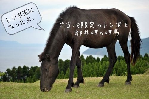 n̂Ƃڋʁ@s䖦̖n.jpg