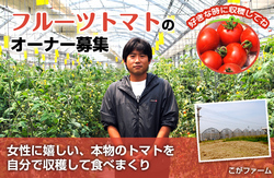 fruittomato-head-02.jpg